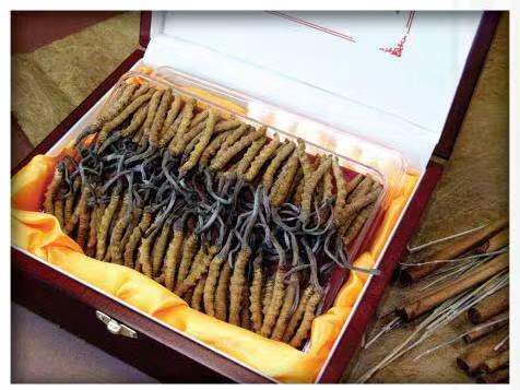 通化冬虫夏草回收